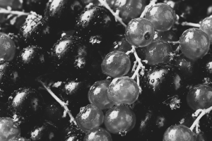 redcurrants and blackberries macro zoom black and white